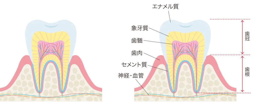 歯の神経は必要？