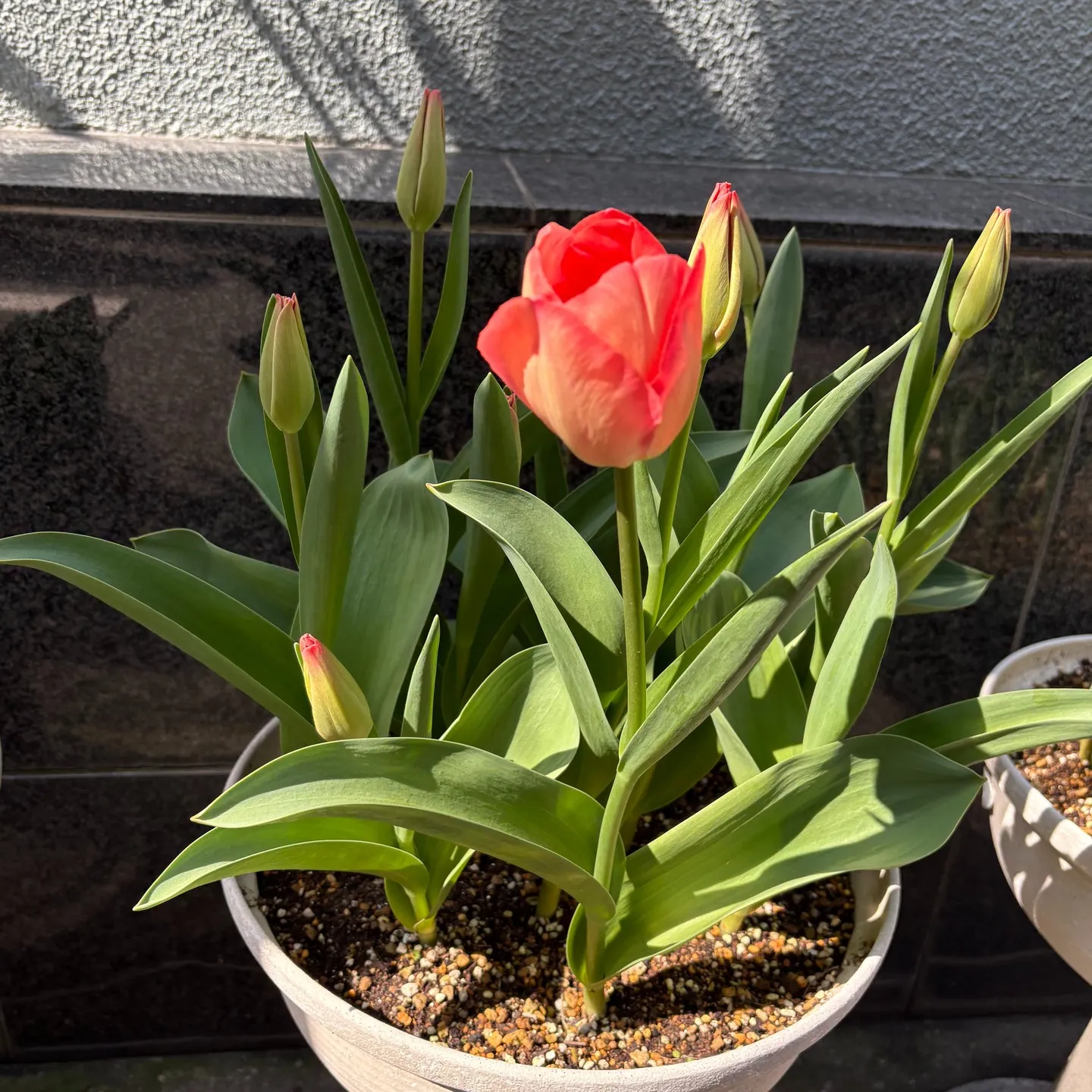 歯周病の勉強会に参加してきました。