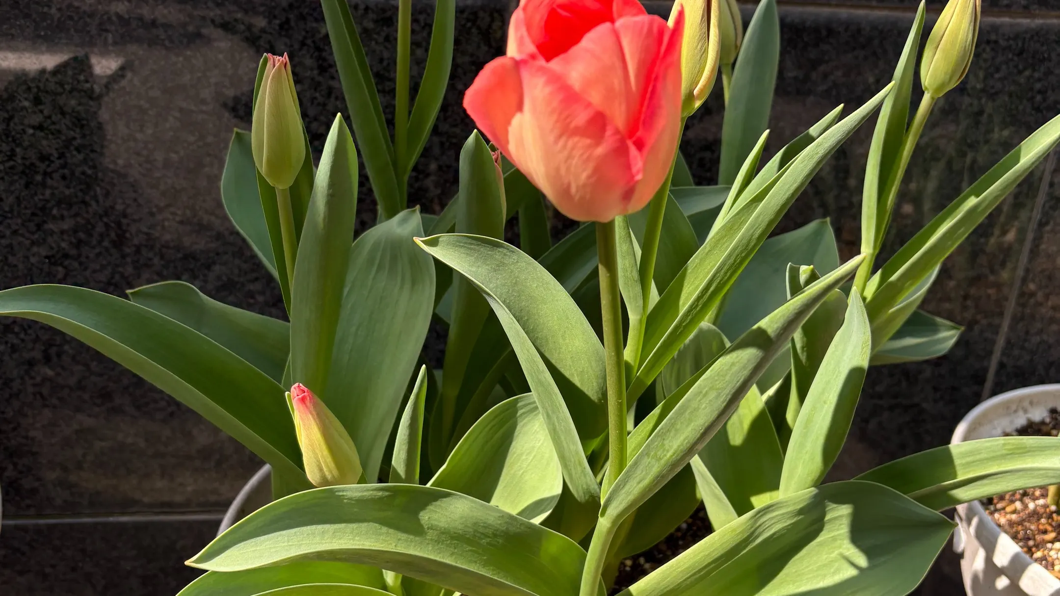 歯周病の勉強会に参加してきました。