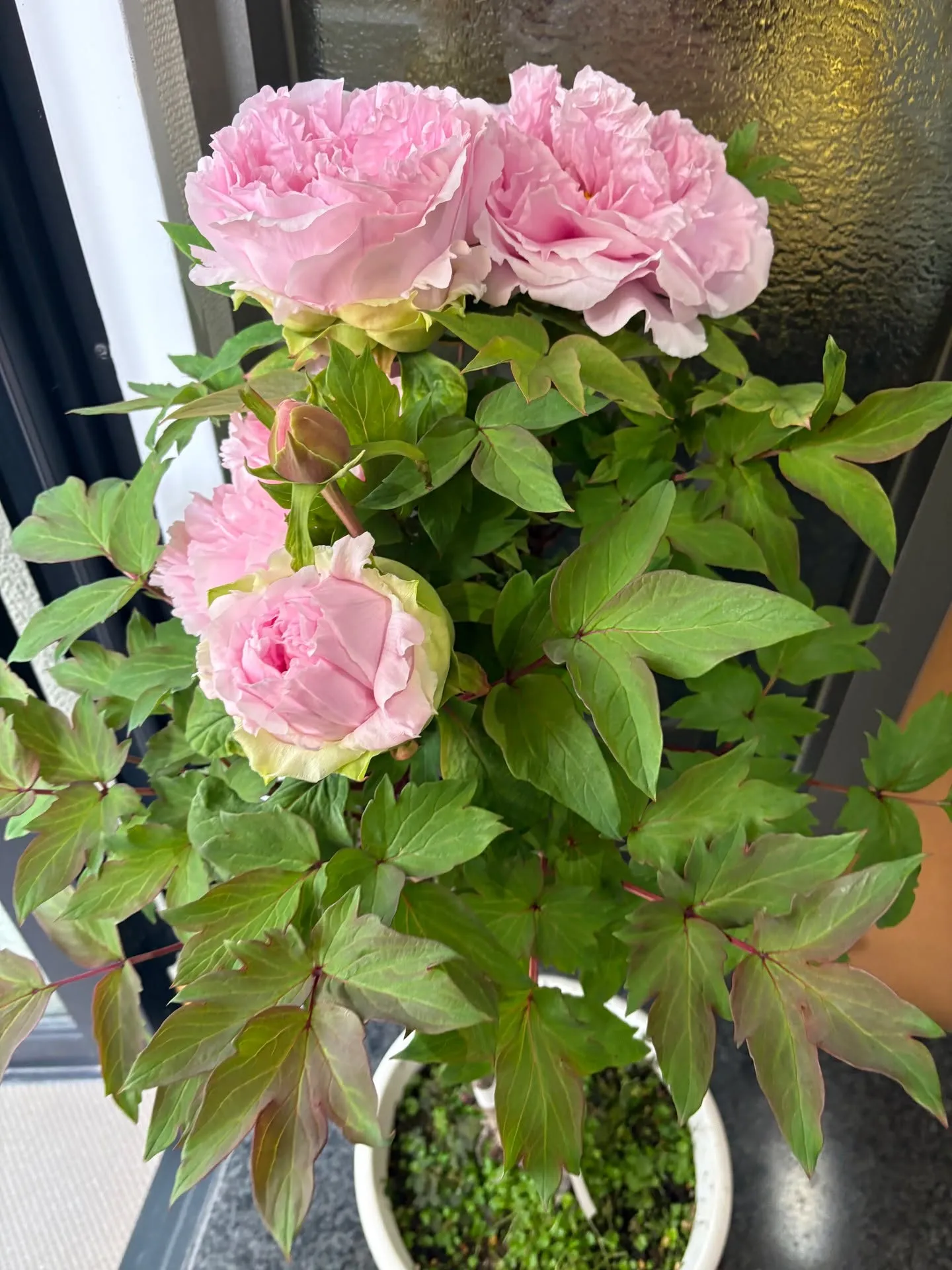 休診日のお知らせ！神戸元町　玉川歯科医院です🙂 