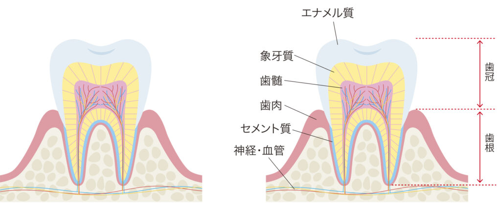 歯の構造の模式イラスト